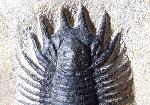Acanthopyge (Lobopyge) bassei CHATTERTON & GIBB 2010 - Bild © FossNet FossilienStore